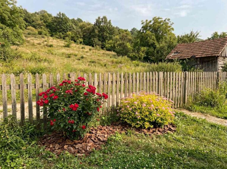 Flowering Shrubs Front House Full Sun