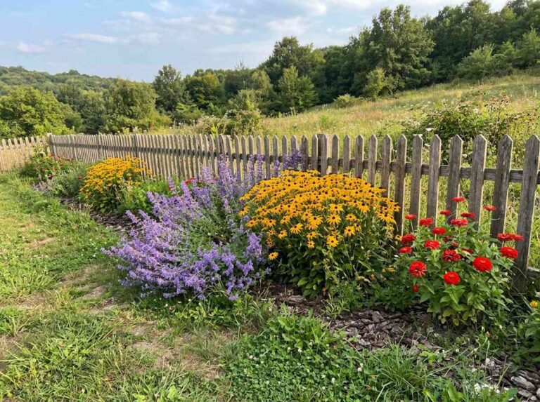 Full Sun Flowers Front Yard