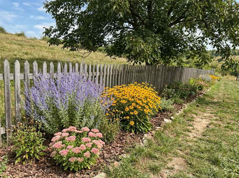 Drought tolerant flowers garden border