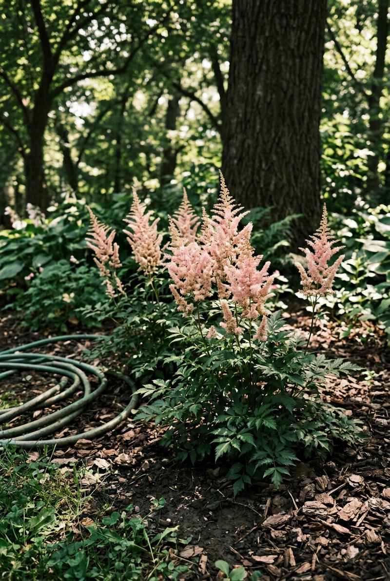 Astilbe