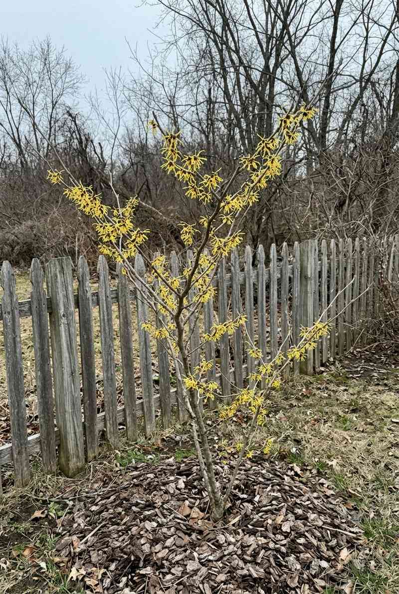 Vernal Witch Hazel