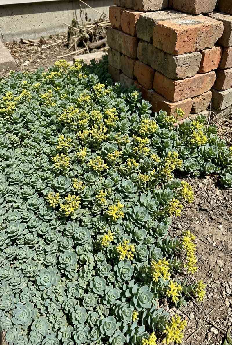 Sedum