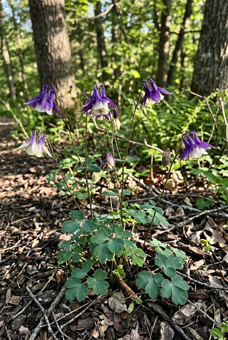 Columbine