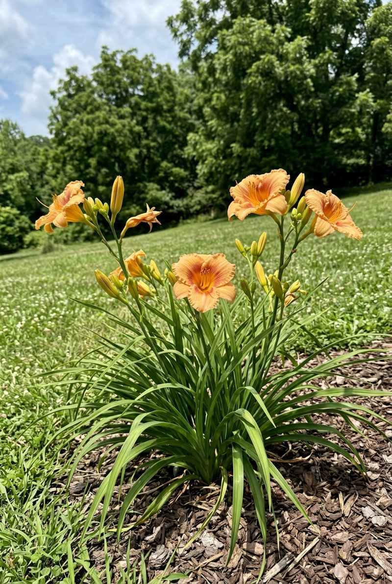 Daylily