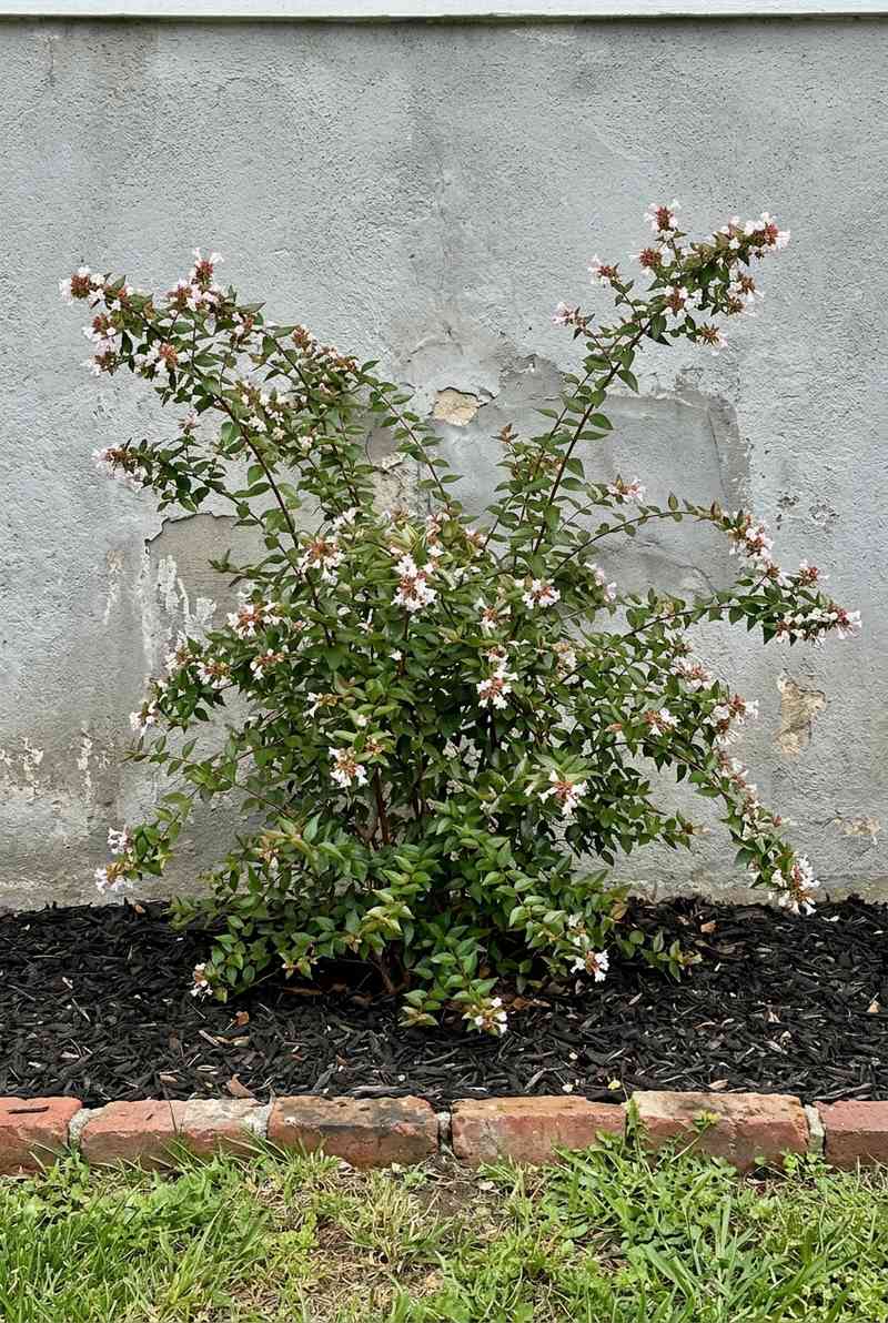 Glossy Abelia