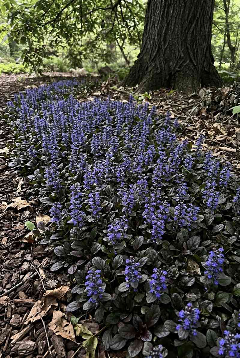 Ajuga
