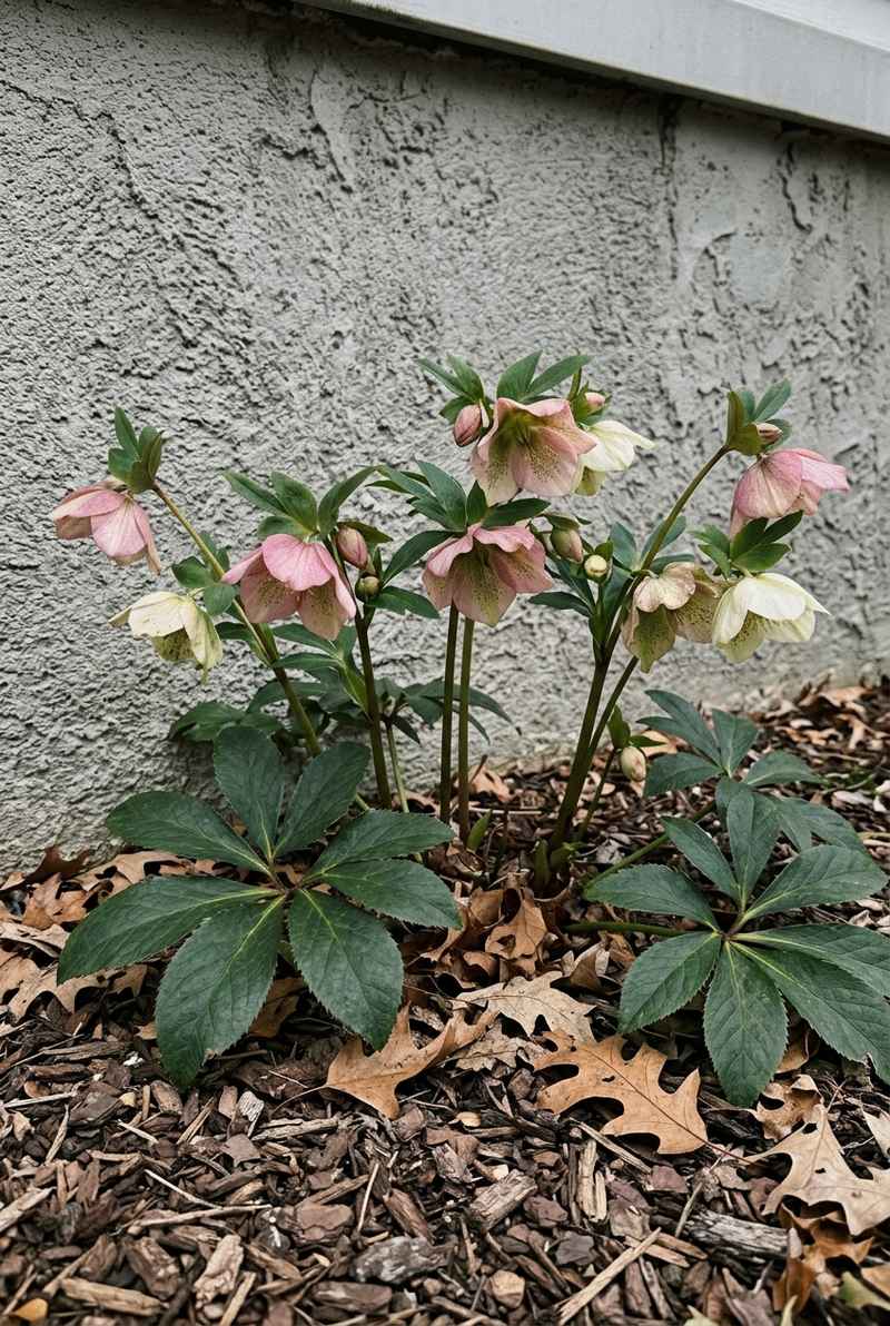 Hellebore