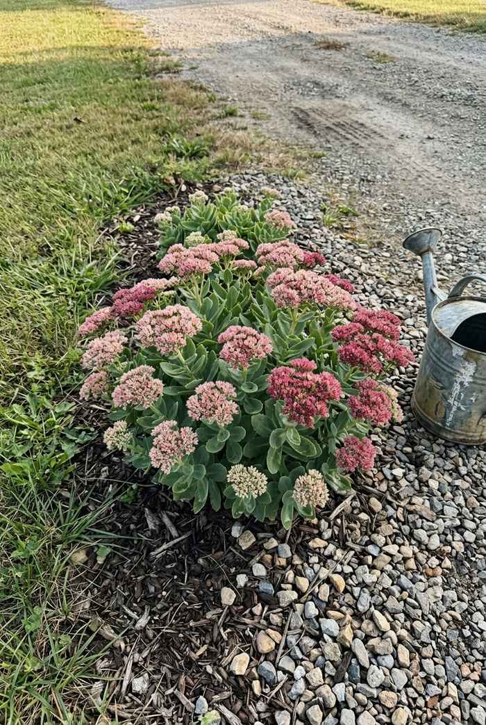 Sedum stonecrop with pink flower clusters growing in a garden