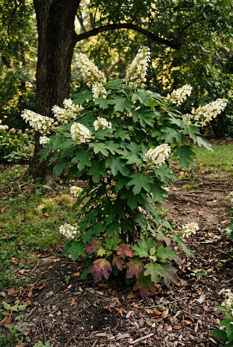 Oakleaf Hydrangea