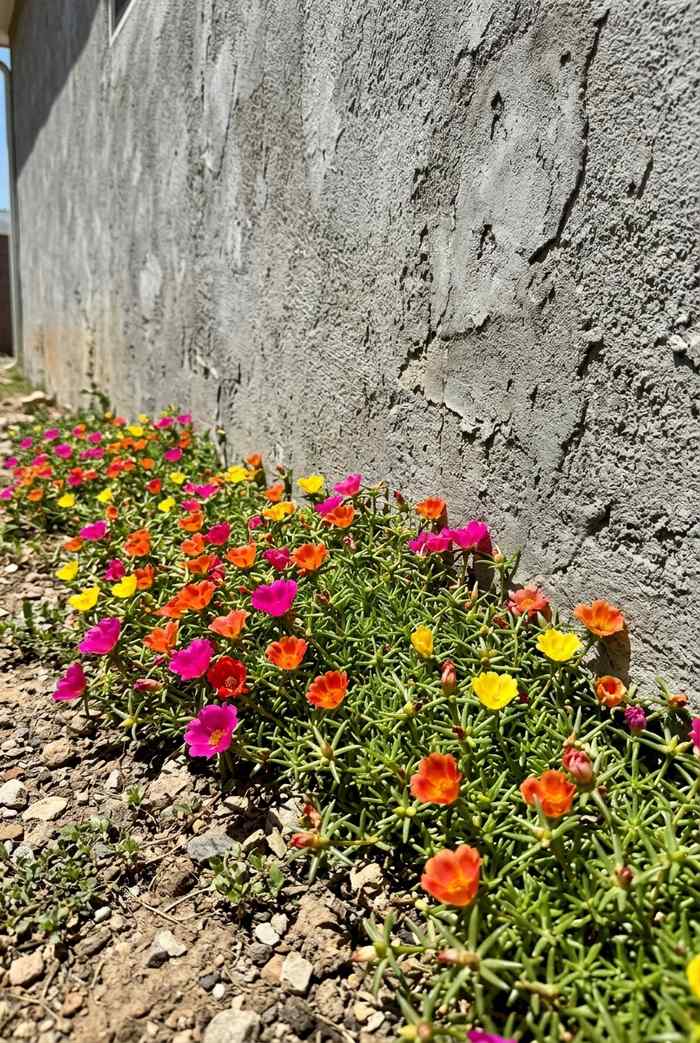 Portulaca moss rose with colorful flowers along a house wall