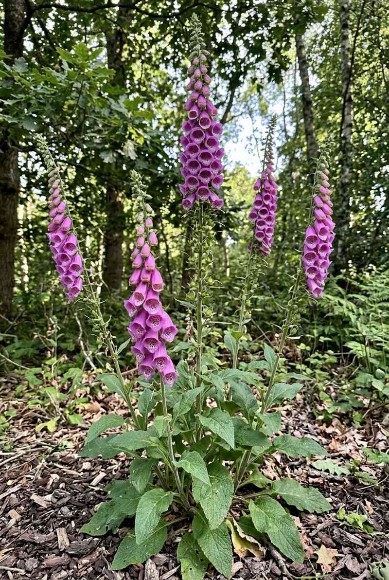 Foxglove