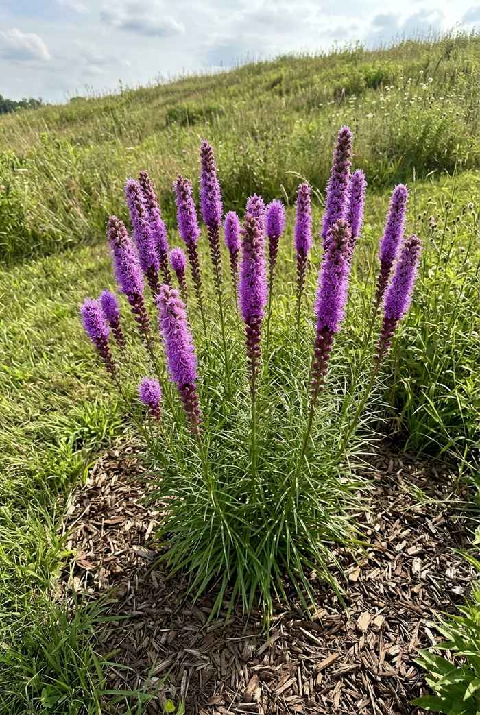 Blazing star (Liatris) with tall purple flower spikes