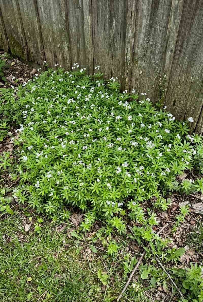 Sweet Woodruff