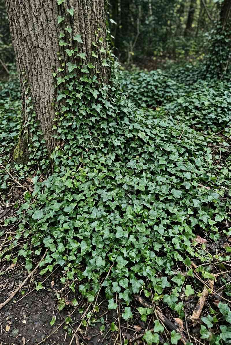 English Ivy