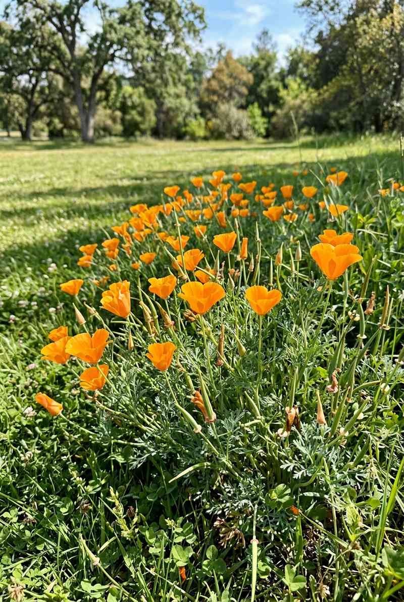California poppies with orange cup-shaped flowers