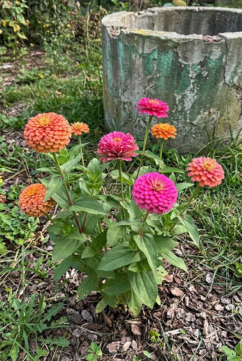 Zinnia