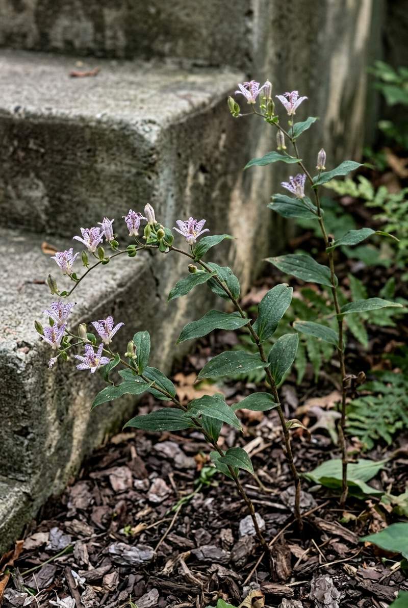Toad Lily