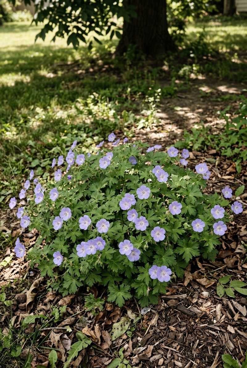 Hardy Geranium