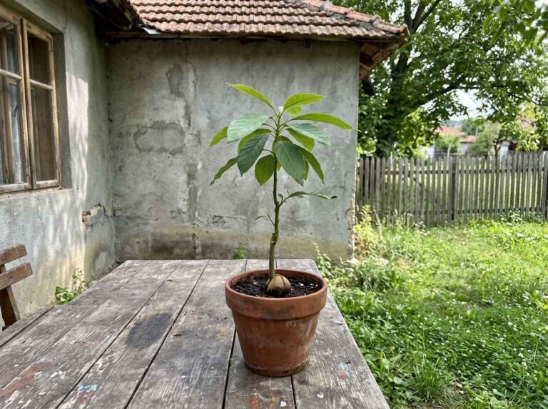 How To Grow Avocado Tree From Pit