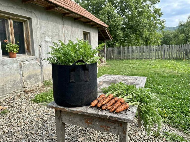 How To Grow Carrots From Seeds In Pots