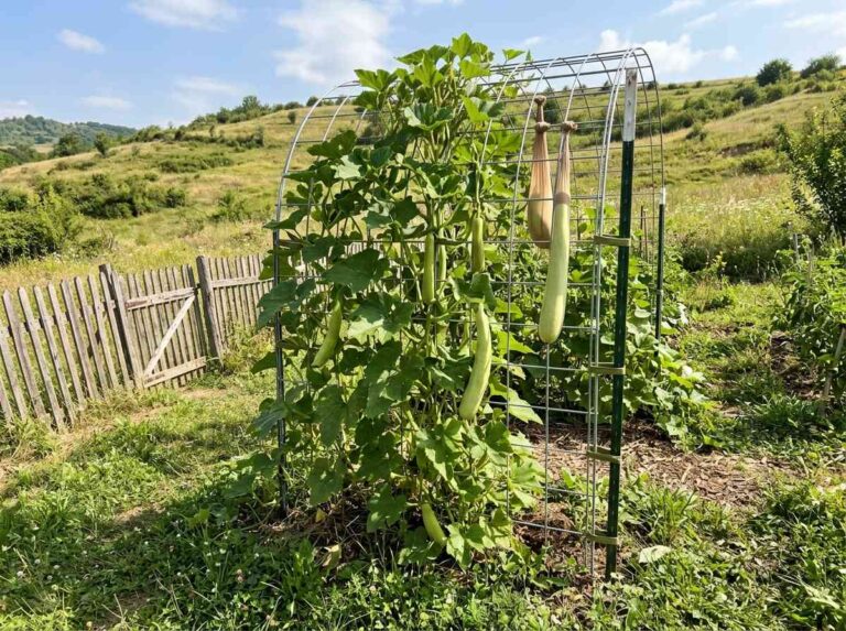 How To Grow Zucchini Vertically