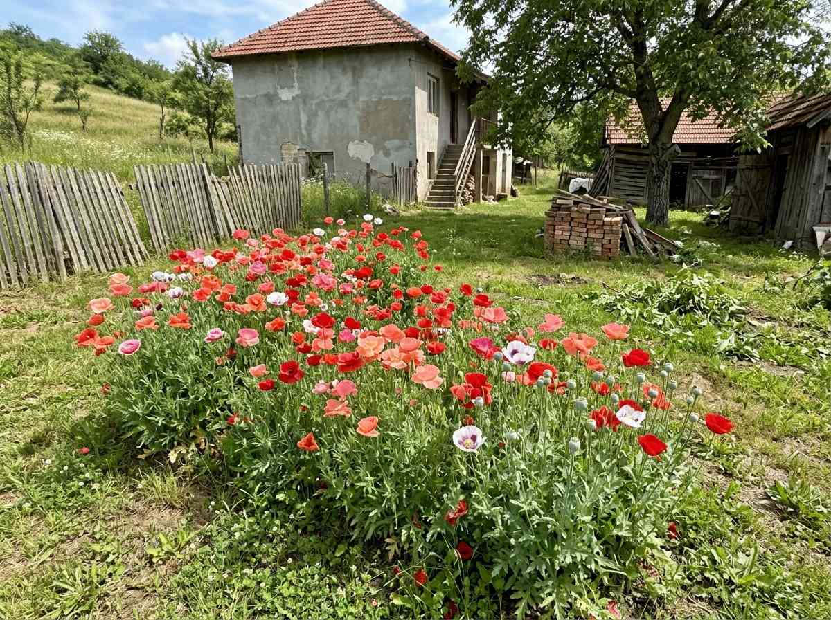 Grow Poppies From Seed