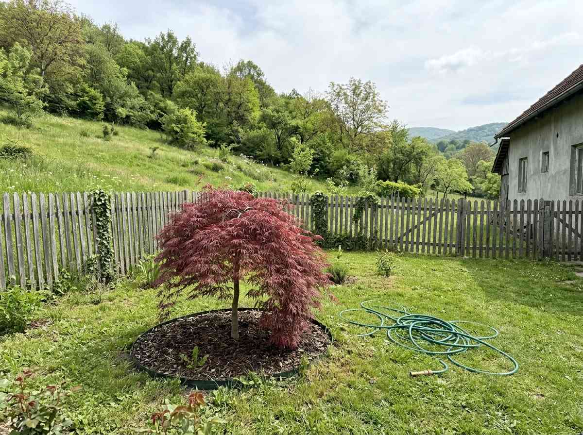 Dwarf Weeping Trees Small Gardens