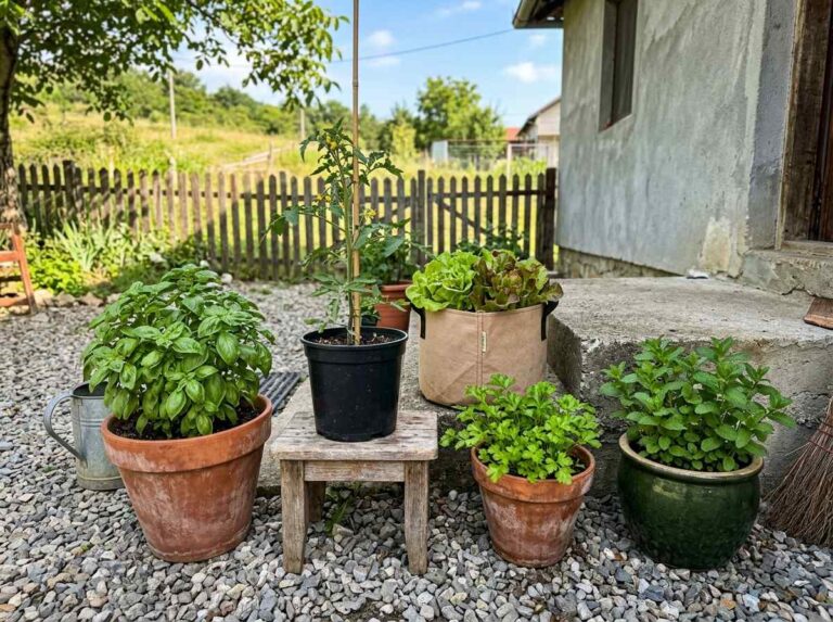 How To Start Container Gardening