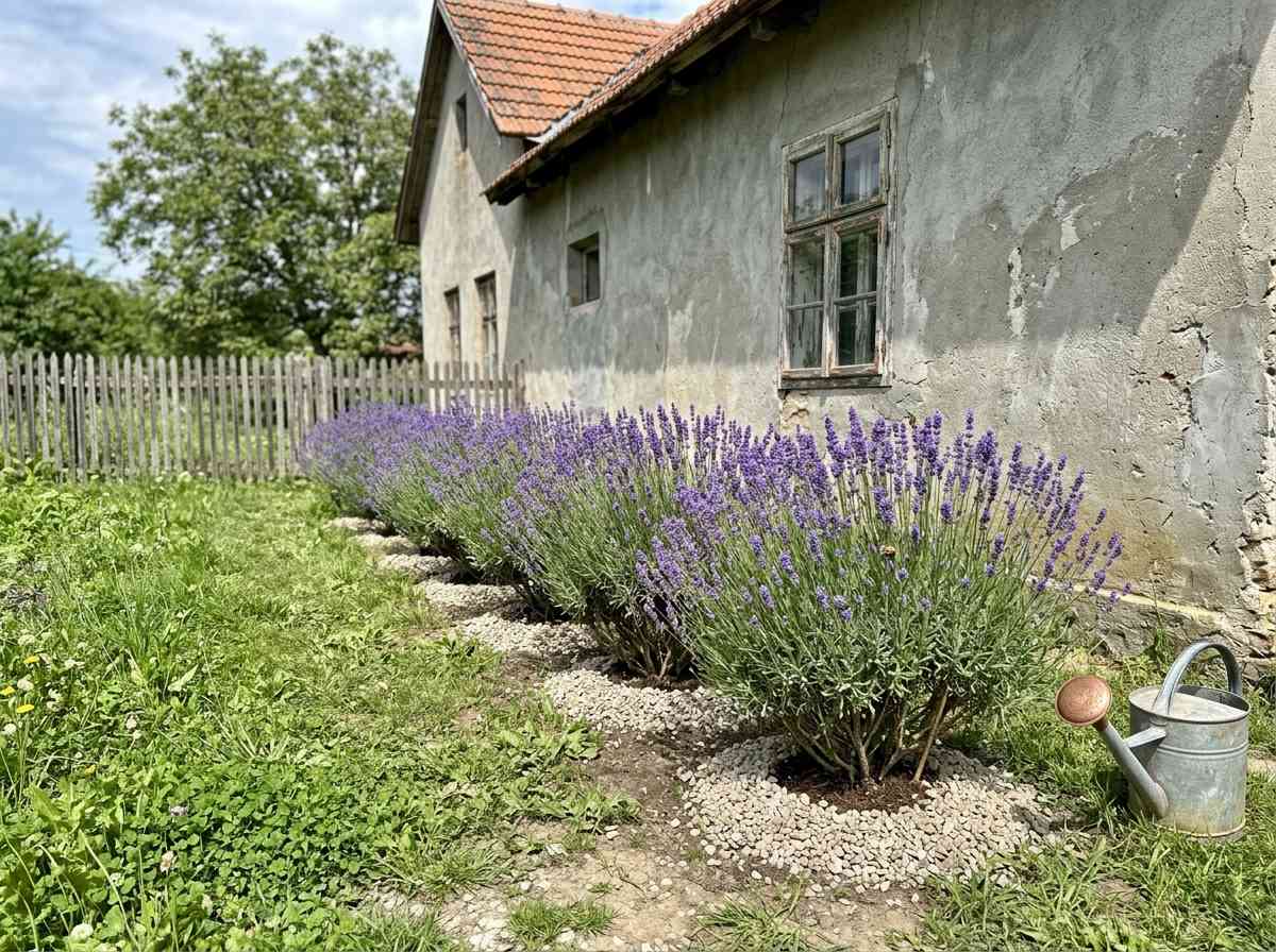 How To Plant And Grow Lavender