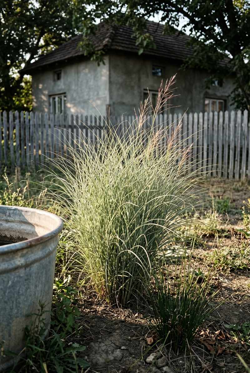 Shelter Grasses