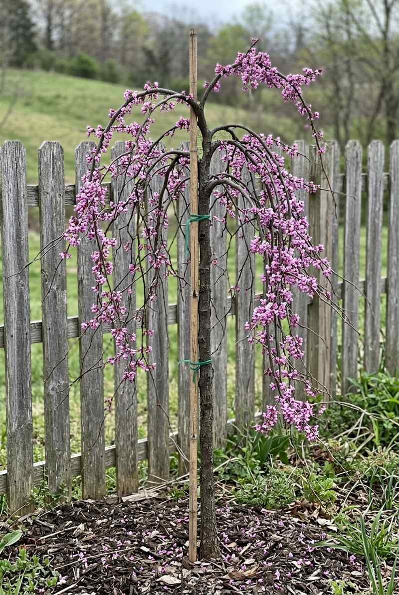 Weeping Redbud Ruby Falls Lavender Twist