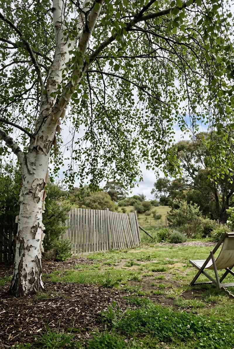 Young S Weeping Birch