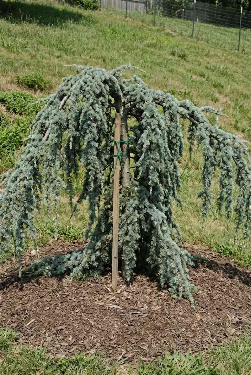 Weeping Blue Atlas Cedar