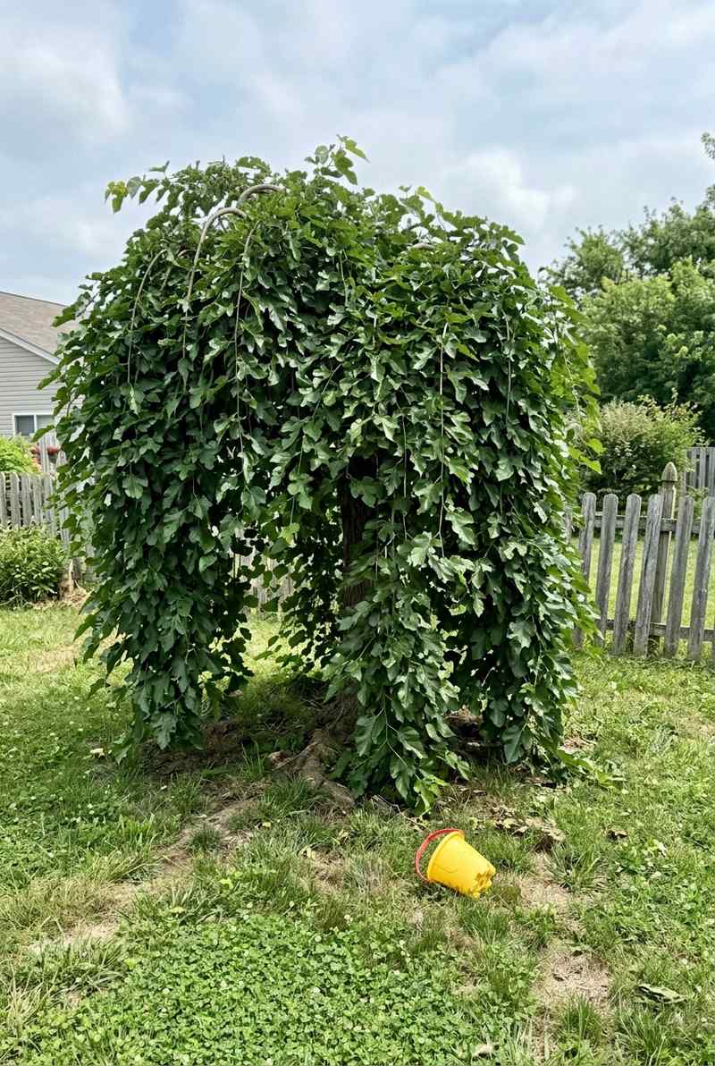 Weeping Mulberry Chaparral