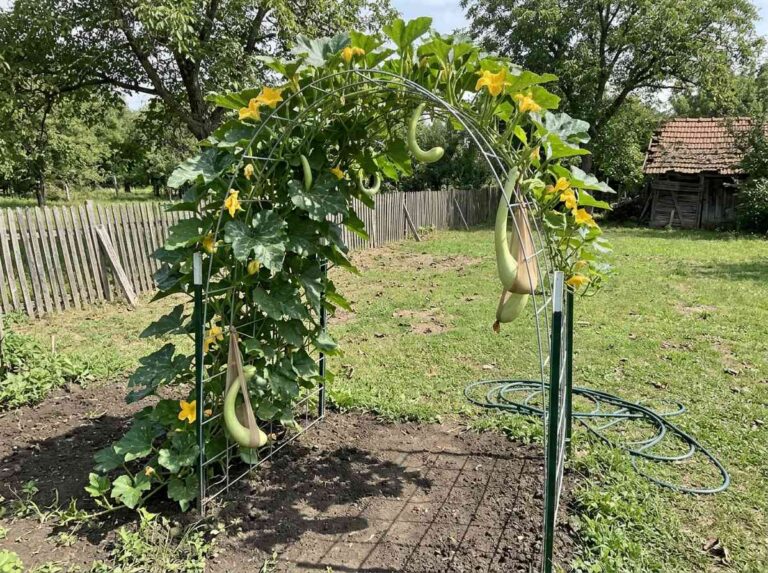 How To Grow Squash Vertically