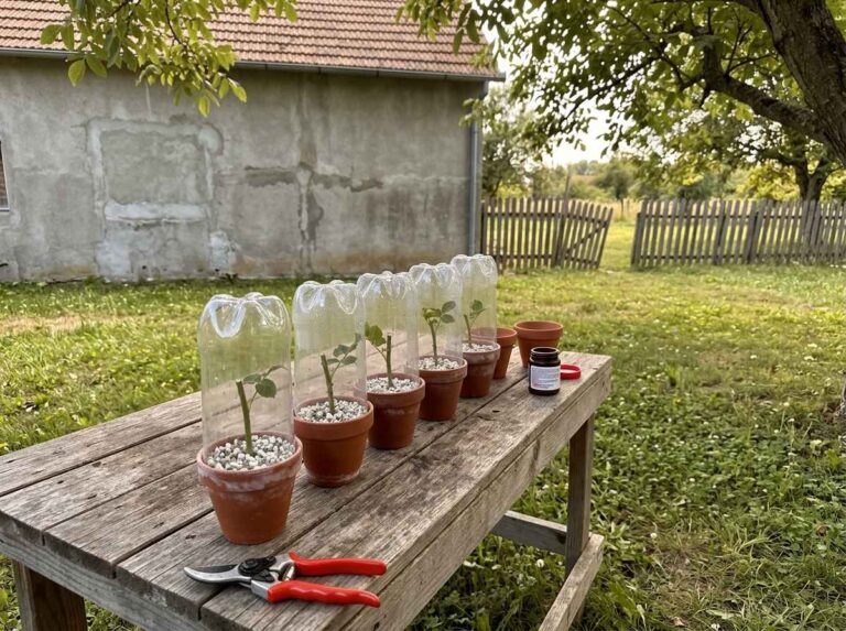 How To Propagate Roses