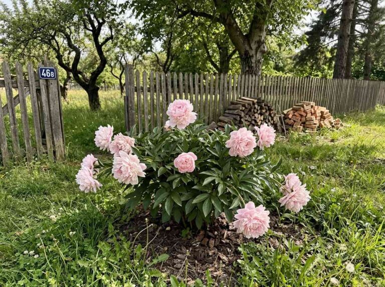 How To Grow Peonies