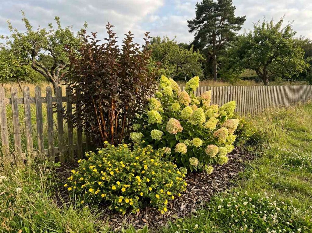 13 Plant-and-Forget Shrubs That Thrive on Neglect
