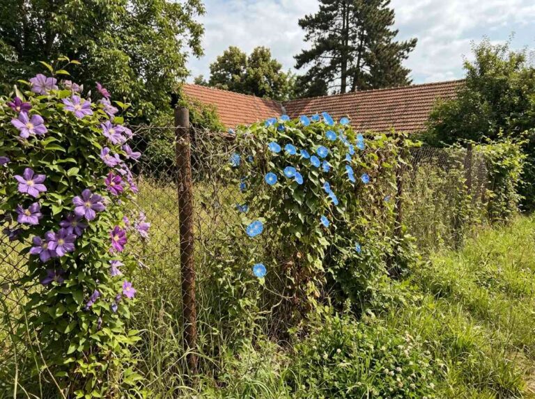 Climbing Vines For Fence