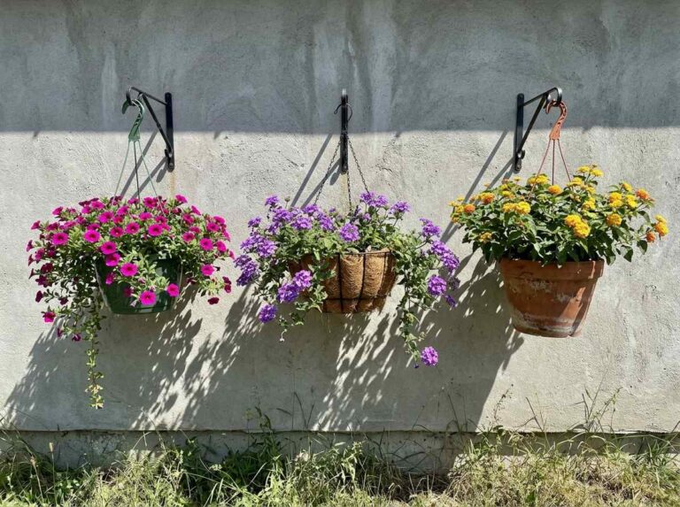 Hanging Basket Flowers Full Sun