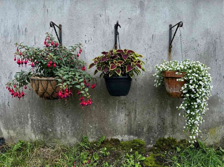Hanging Basket Flowers Shade