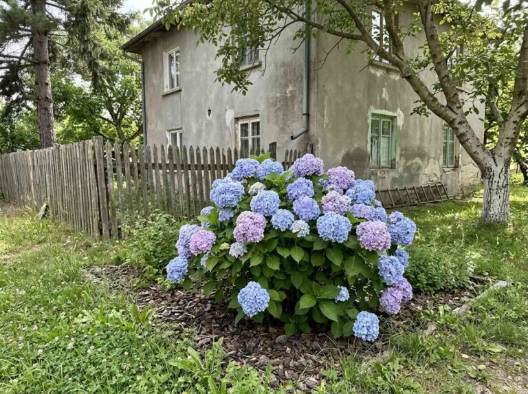 How To Prune Hydrangeas