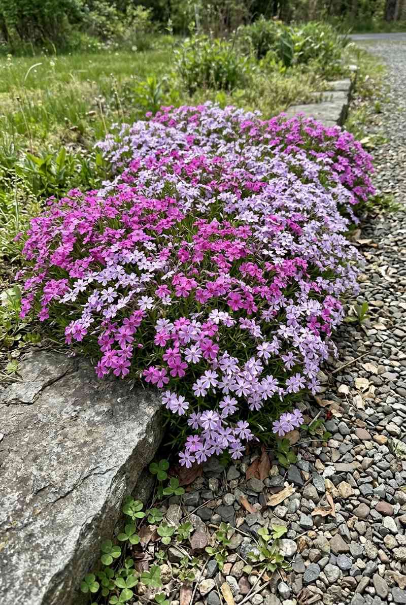 Creeping Phlox