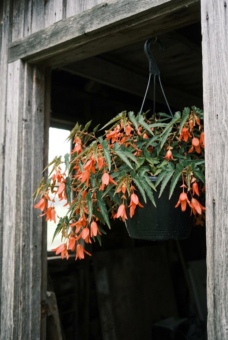 Begonia Boliviensis