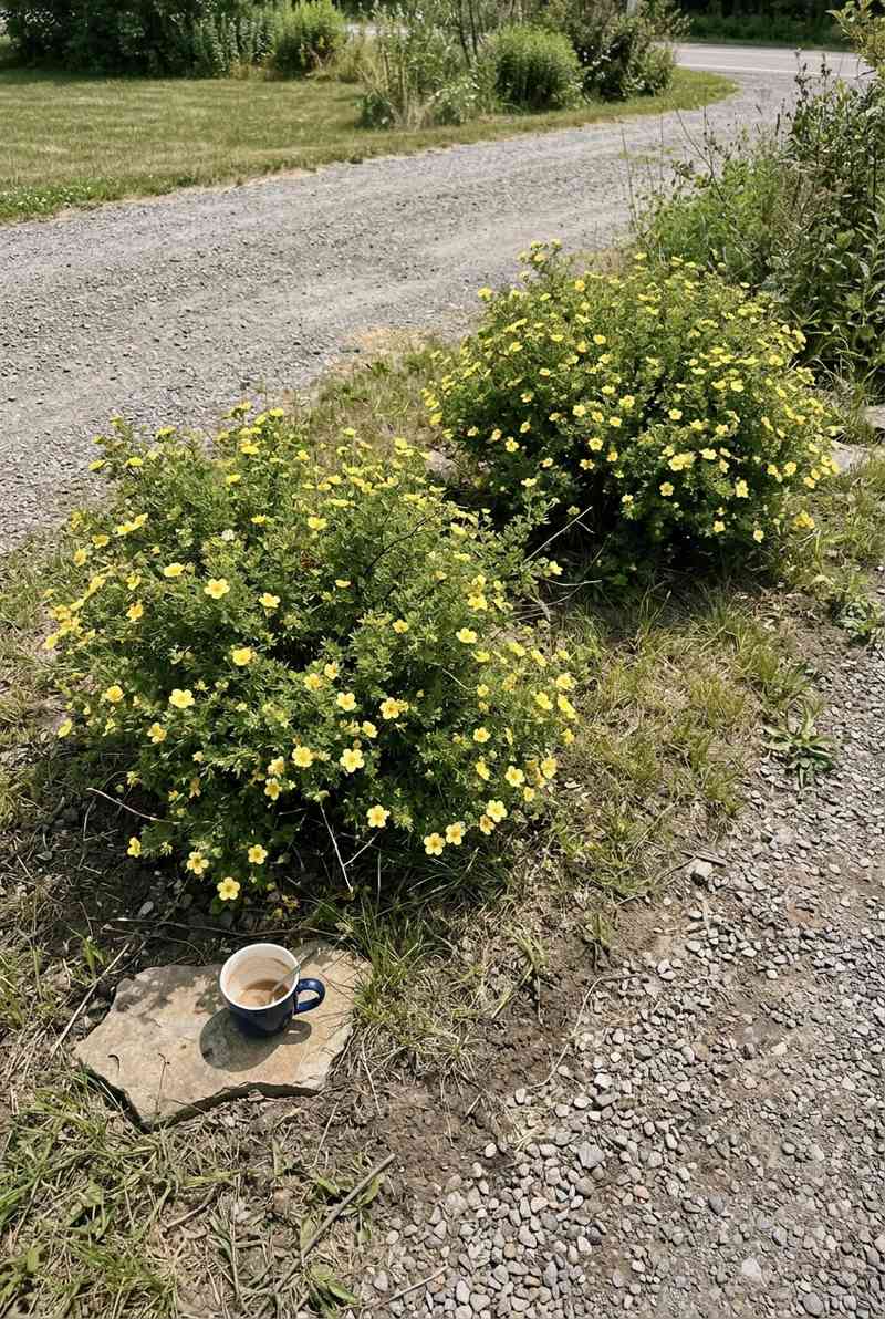 Potentilla