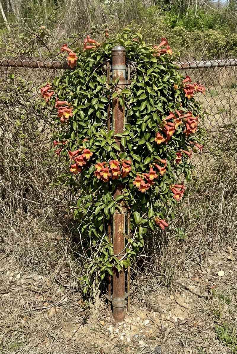 Crossvine