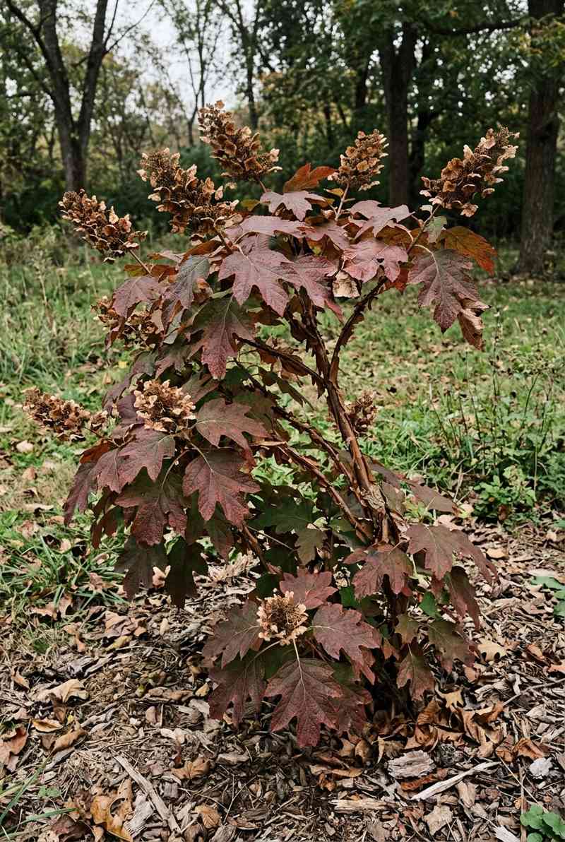 Oakleaf Hydrangea