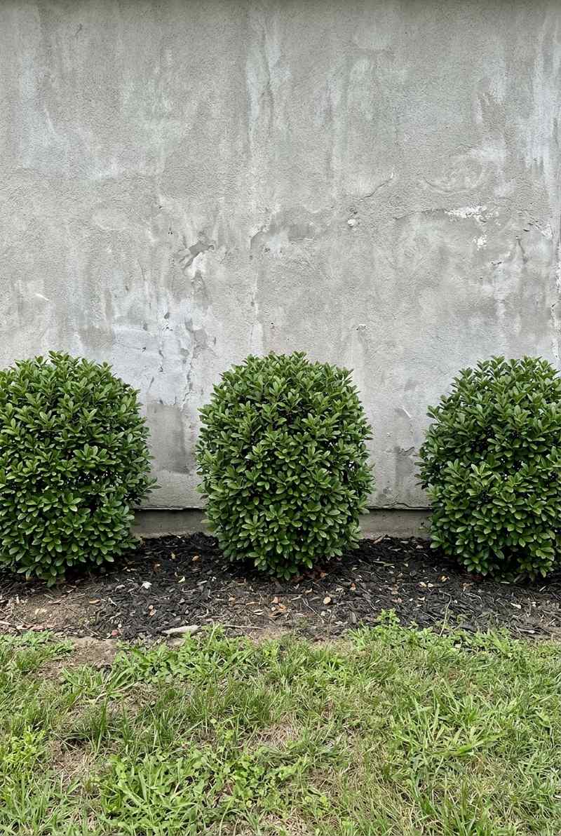 Inkberry Holly