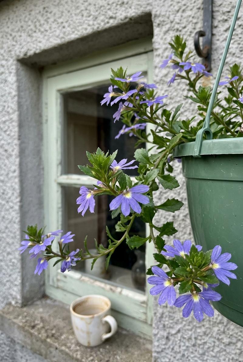Scaevola