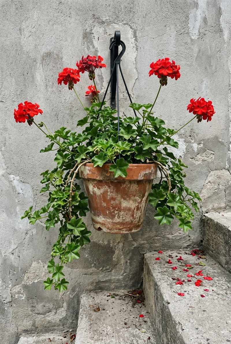 Ivy Geranium